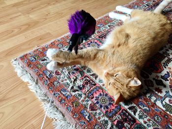 High angle view of cat sleeping on hardwood floor