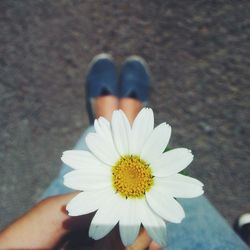 Full frame shot of white daisy flowers