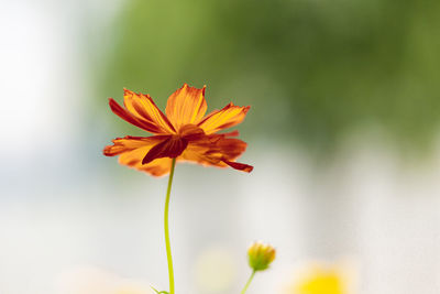 Close-up of orange flowering plant