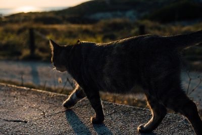 Side view of black cat walking on street