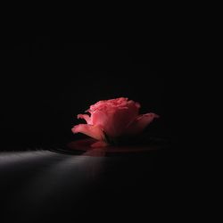 Close-up of flower over black background