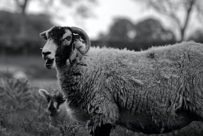 Grazing swaledale ewe's