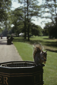 Close-up of squirrel on trash container