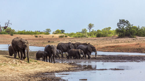 Elephant family at waterhole against sky