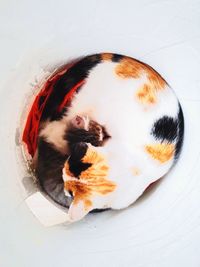 Close-up of dog sleeping