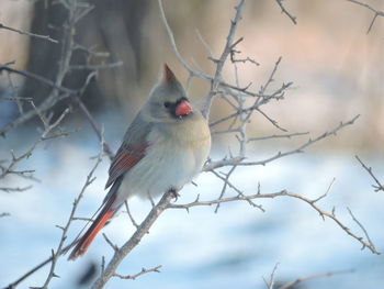 Close-up of bird perching on bare tree during winter
