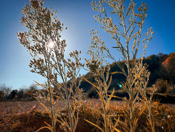 Plants on field against clear blue sky