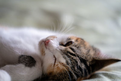 Close-up of cat sleeping