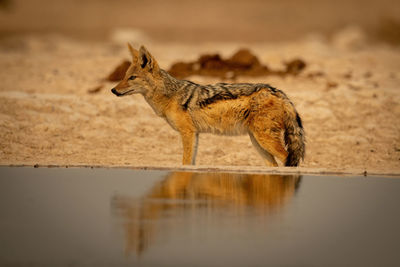Black-backed jackal stands in profile by waterhole