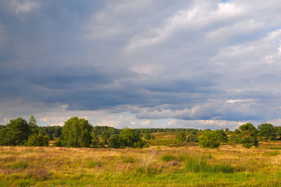 Trees on field against sky