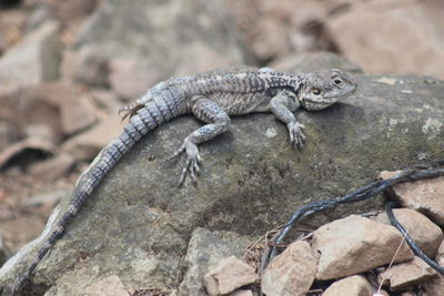 Close-up of lizard on rock