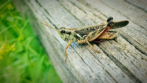 Close-up of insect on wood