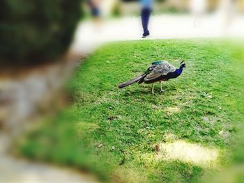 Close-up of bird perching on field