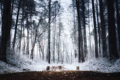 Trees in forest