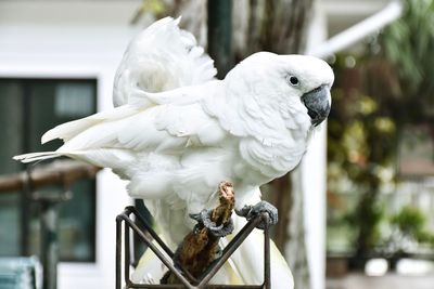 Close-up of parrot perching on railing