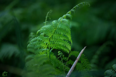 Close-up of fern