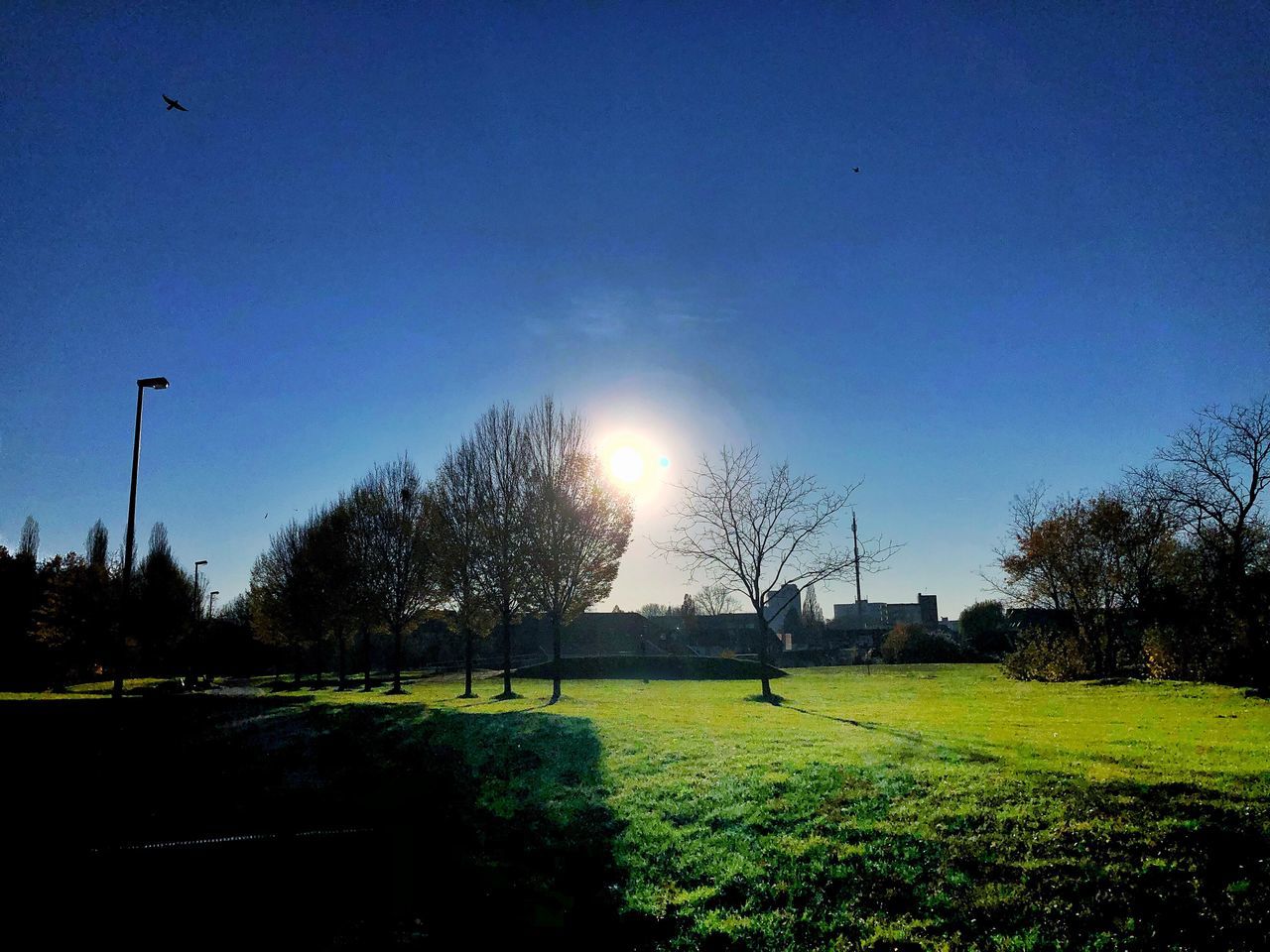 tree, grass, beauty in nature, clear sky, nature, sun, tranquility, bare tree, tranquil scene, sunlight, outdoors, scenics, sky, blue, no people, growth, day