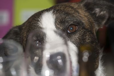 Cute black and white dog looks at you, dog gaze