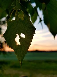 Close-up of fresh green leaves against sky