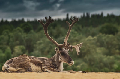 Deer on a land