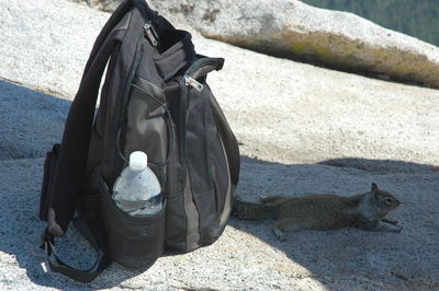 Backpack and squirrel on rock