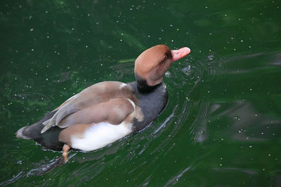 Duck swimming in a lake