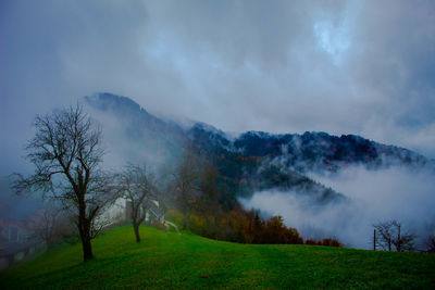 Scenic view of trees on field against sky