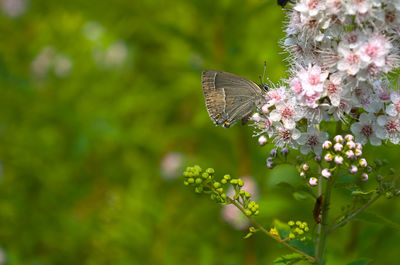 Close-up of butterfly pollinating on flower