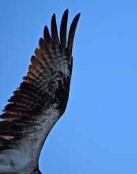 Low angle view of eagle against clear blue sky