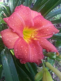 Close-up of pink flower