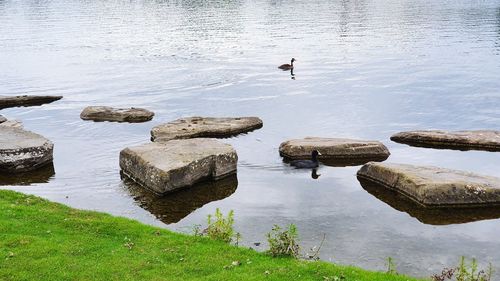 High angle view of birds in lake