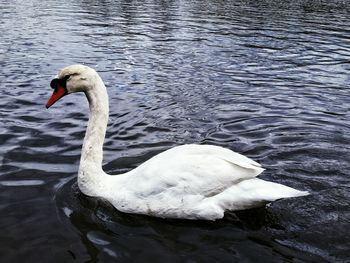 Close-up of swan swimming in lake