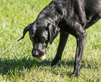 Black dog on field