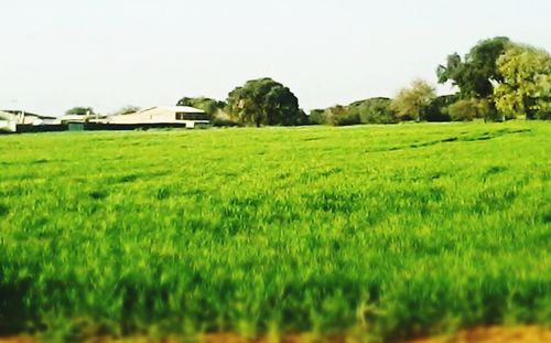 View of trees on landscape