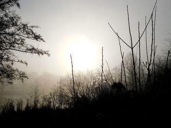 Silhouette trees on field against sky during sunset