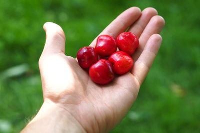 Cropped image of hand holding ripe cherries