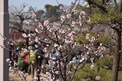 Pink flowers blooming on tree