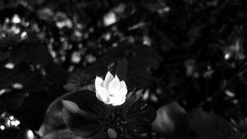 Close-up of white flower blooming on tree