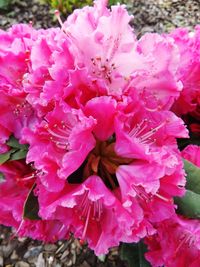 Close-up of pink flowers