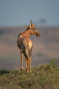 Young topi stands on mound turning head