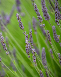 Close-up of purple flowering plant