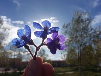 flower