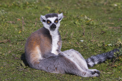 Close-up of an animal