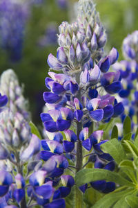 Close-up of purple flowering plants