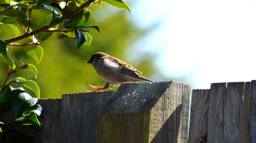 Low angle view of bird perching on wooden fence