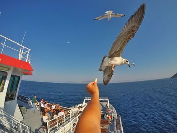 Low section of woman feeding seagulls