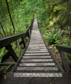 View of footbridge in forest