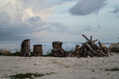 Driftwood on beach against sky