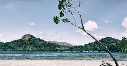 Bare tree on beach against sky