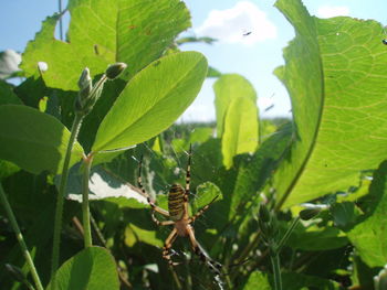 Close-up of plant